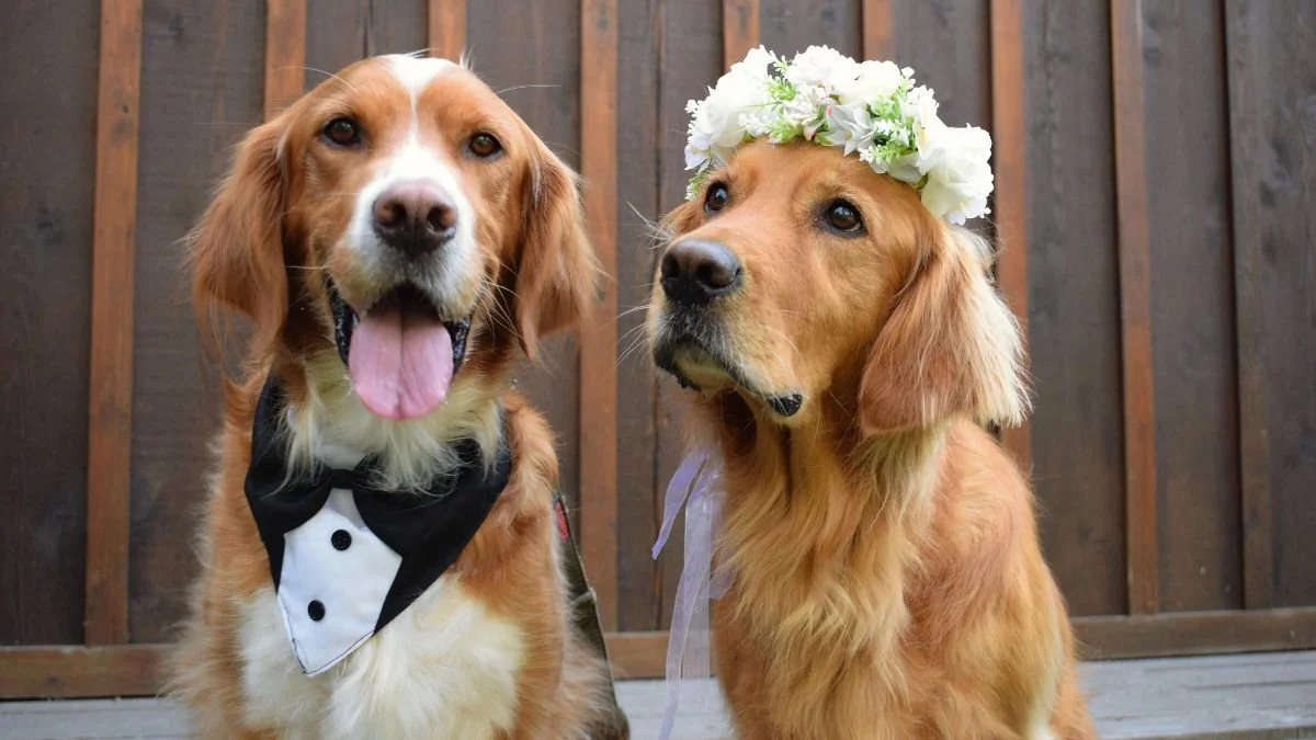 A bride-and-groom pair of golden retrievers, one in a bow tie and one in a flower crown
